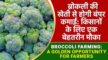 Broccoli farming: ब्रोकली की खेती से होगी बंपर कमाई, किसानों के लिए एक बेहतरीन मौका