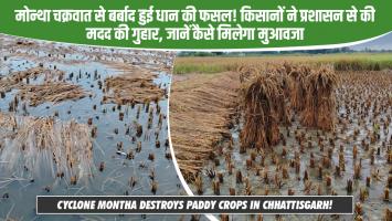 मोन्था चक्रवात से बर्बाद हुई धान की फसल! किसानों ने प्रशासन से की मदद की गुहार, जानें कैसे मिलेगा मुआवजा