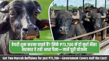 Thinking of Starting a Dairy Business? Get Two Murrah Buffaloes for Just ₹73,700—Government Covers Half the Cost! Full Scheme Details Here
