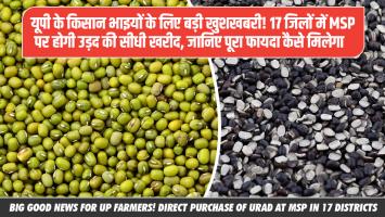 Big Good News for UP Farmers! Direct Purchase of Urad at MSP in 17 Districts – Know All the Benefits