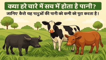 Does Green Fodder Really Contain Water? Here's How It Helps Meet the Hydration Needs of Livestock!