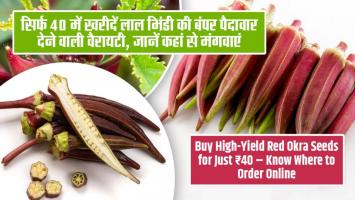 Ladyfinger Farming: गर्मियों में भिंडी की खेती से होगी रिकॉर्डतोड़ पैदावार, बस ध्यान रखें ये 5 बातें