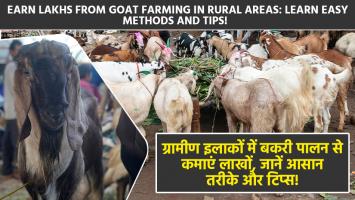 Goat farming: ग्रामीण इलाकों में बकरी पालन से कमाएं लाखों, जानें आसान तरीके और टिप्स