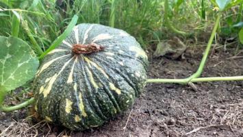 Earn Lakhs from Pumpkin Farming! Plant These 2 High-Yielding Varieties in February for a Bumper Harvest