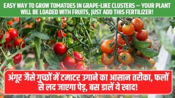 अंगूर जैसे गुच्छों में टमाटर उगाने का आसान तरीका, फलों से लद जाएगा पेड़, बस डालें ये खाद!