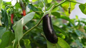 Gardening Tips: Troubled by Flower Drop and Pests? Add This to Your Brinjal Plants and See the Magic
