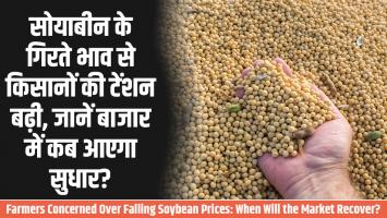 Soybean prices: सोयाबीन के गिरते भाव से किसानों की टेंशन बढ़ी, जानें  बाजार में कब आएगा सुधार?