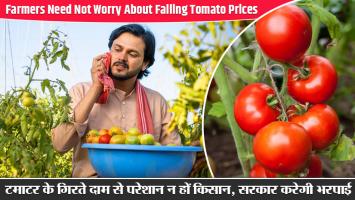 टमाटर के गिरते दाम से परेशान न हों किसान, सरकार करेगी भरपाई