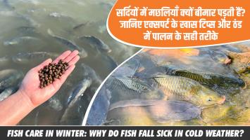 Fish Care: सर्दियों में मछलियाँ क्यों बीमार पड़ती हैं? जानिए एक्सपर्ट के खास टिप्स और ठंड में पालन के सही तरीके