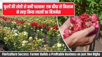 Flower farming: फूलों की खेती से बनी पहचान! एक बीघा से किसान ने खड़ा किया लाखों का बिजनेस
