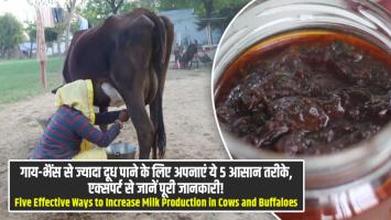 Milk Production: गाय-भैंस से ज्यादा दूध पाने के लिए अपनाएं ये 5 आसान तरीके, एक्सपर्ट से जानें पूरी जानकारी!