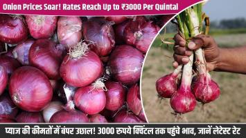Follow These 5 Effective Methods to Increase Onion Size and Double Your Profits