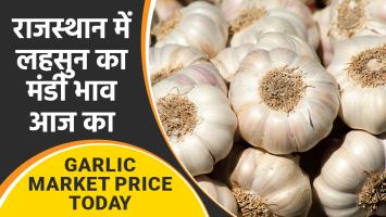 Garlic price: राजस्थान में लहसुन का मंडी भाव आज का (03 फरवरी, 2024)