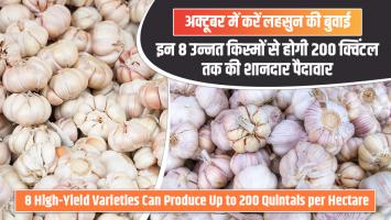 अक्टूबर में करें लहसुन की बुवाई, इन 8 उन्नत किस्मों से होगी 200 क्विंटल तक की शानदार पैदावार