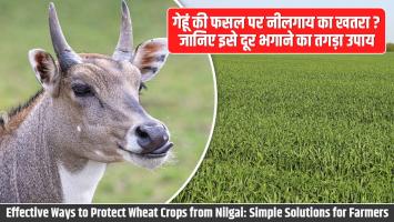 गेहूं की फसल पर नीलगाय का खतरा? जानिए इसे दूर भगाने का तगड़ा उपाय!
