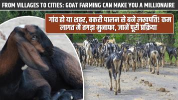 मिल गई देशी गाय की टक्कर की बकरी, दूध और कमाई दोनों में बना देगी लखपति