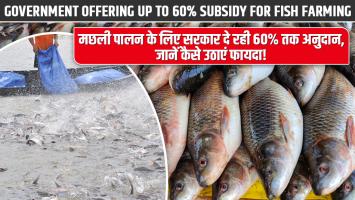 Fish farming: मछली पालन के लिए सरकार दे रही 60% तक अनुदान, जानें कैसे उठाएं फायदा!