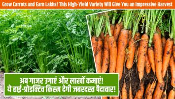 Carrot farming: अब गाजर उगाएं और लाखों कमाएं! ये हाई-प्रोडक्टिव किस्म देगी जबरदस्त पैदावार!