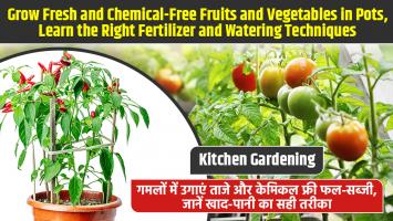 Kitchen gardening: गमलों में उगाएं ताजे और केमिकल फ्री फल-सब्जी, जानें खाद-पानी का सही तरीका