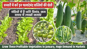 Vegetable cultivation in January