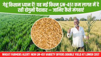 गेहूं किसान ध्यान दें! यह नई किस्म GW-451 कम लागत में दे रही दोगुनी पैदावार – जानिए कैसे मंगवाएं