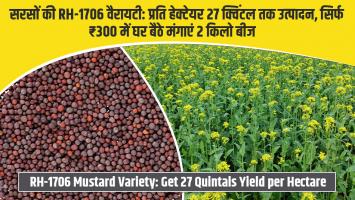 सरसों की RH-1706 वैरायटी: प्रति हेक्टेयर 27 क्विंटल तक उत्पादन, सिर्फ ₹300 में घर बैठे मंगाएं 2 किलो बीज