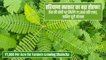 Big Gift from Haryana Government! ₹1,000 Per Acre for Farmers Growing Dhaincha – Know the Full Scheme