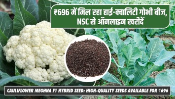 Cauliflower Meghna F1 Hybrid Seed: High-Quality Seeds Available for ₹696 — Buy Online from NSC