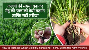 Wheat crops: कल्लों की संख्या बढ़ाकर गेहूं की उपज को कैसे बढ़ाएं? जानिए सही तरीका