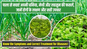 Protect crops; पाला से बचाएं अपनी धनिया, मेथी और लहसुन की फसलें, जानें रोगों के लक्षण और सही उपचार