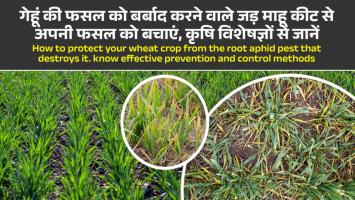 Wheat disease: गेहूं की फसल को बर्बाद करने वाले जड़ माहू कीट से अपनी फसल को बचाएं, कृषि विशेषज्ञों से जानें