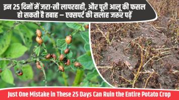 Aloo Farming Tips: Just One Mistake in These 25 Days Can Ruin the Entire Potato Crop – Read Expert Advice Carefully