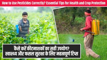 कैसे करें कीटनाशकों का सही उपयोग? स्वास्थ्य और फसल सुरक्षा के लिए महत्वपूर्ण टिप्स