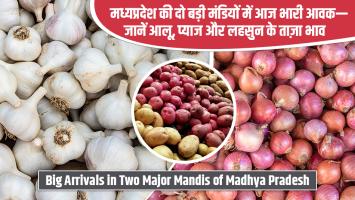 इंदौर और उज्जैन मंडियों में आज आलू, प्याज और लहसुन के ताज़ा दाम देखें।
