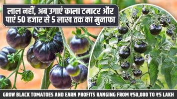 लाल नहीं, अब उगाएं काला टमाटर और पाएं 50 हजार से 5 लाख तक का मुनाफा!