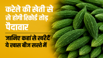Record-Breaking Yield from Bitter Gourd Farming – Here's Where to Buy Quality Seeds at Low Prices