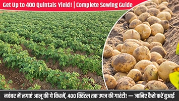 नवंबर में लगाएं आलू की ये किस्में, 400 क्विंटल तक उपज की गारंटी! — जानिए कैसे करें बुआई