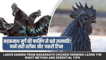 Kadaknath poultry farming: कड़कनाथ मुर्गे की फार्मिंग से बने लखपति! जानें सही तरीका और जरूरी टिप्स