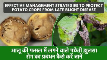 Potato cultivation: आलू की फसल को बचाने के लिए पछेती झुलसा रोग प्रबंधन के तरीके जानें