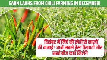 Earn Lakhs from Chili Farming in December! Know the Best Variety and Where to Get Affordable Seeds