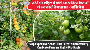 Skip Expensive Seeds! This Early Tomato Variety Can Make Farmers Highly Profitable — Here’s How