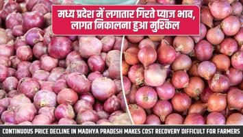 Onion Market Report: मध्य प्रदेश में लगातार गिरते प्याज भाव, लागत निकालना हुआ मुश्किल