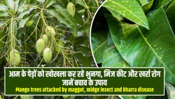 आम के पेड़ों को खोखला कर रहे भुनगा, मिज कीट और खर्रा रोग – जानें बचाव के उपाय