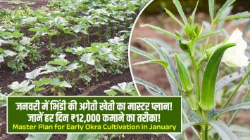 Bhindi ki kheti: जनवरी में भिंडी की अगेती खेती का मास्टर प्लान, जानें हर दिन ₹12,000 कमाने का तरीका