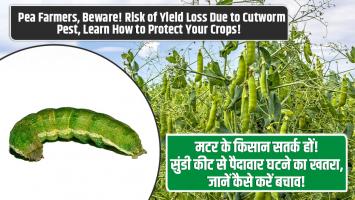 मटर के किसान सतर्क हों! सुंडी कीट से पैदावार घटने का खतरा, जानें कैसे करें बचाव!