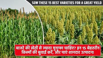 Millet farming: बाजरे की खेती से ज्यादा मुनाफा चाहिए? इन 15 बेहतरीन किस्मों की बुवाई करें, और पाएं शानदार उत्पादन!