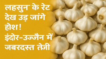 Garlic Creates Buzz in the Market! Check Price and Quality Trends in Indore, Ujjain, and Shajapur Mandis