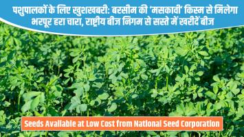 पशुपालकों के लिए खुशखबरी: बरसीम की ‘मसकावी’ किस्म से मिलेगा भरपूर हरा चारा, राष्ट्रीय बीज निगम से सस्ते में खरीदें बीज
