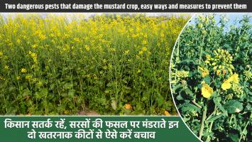Mustard crop: किसान सतर्क रहें, सरसों की फसल पर मंडराते इन दो खतरनाक कीटों से ऐसे करें बचाव
