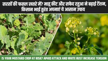 सरसों की फसल खतरे में? माहू कीट और सफेद रतुआ ने बढ़ाई टेंशन, किसान भाई तुरंत अपनाएं ये आसान उपाय